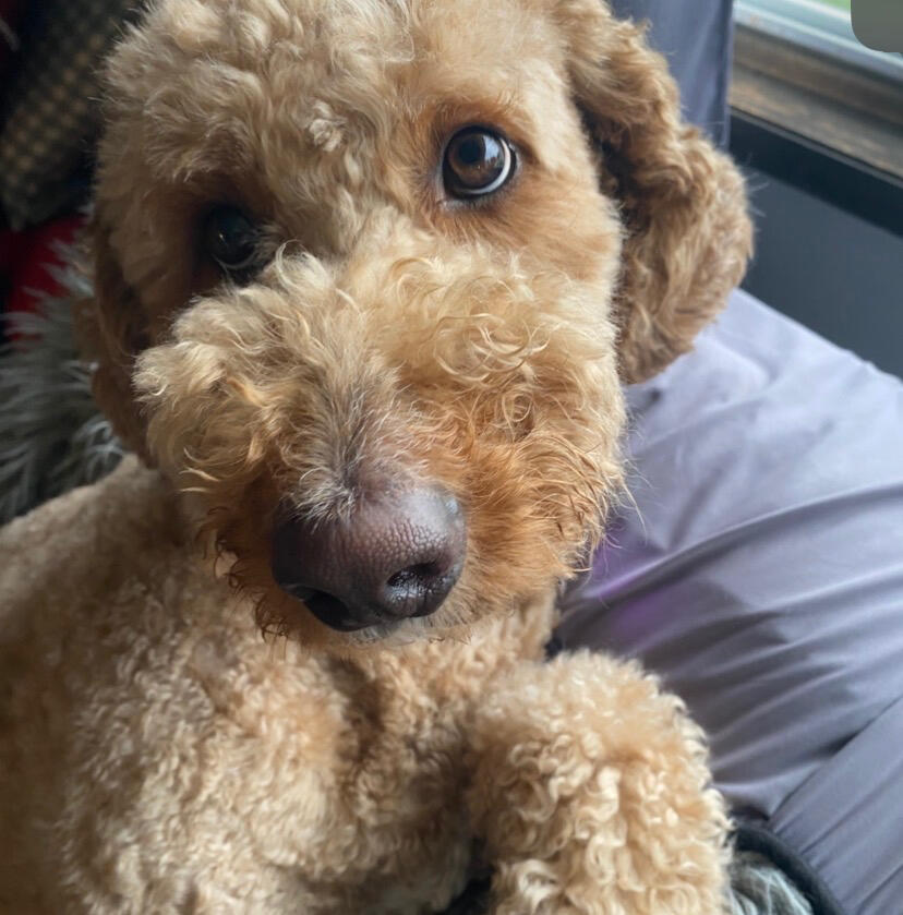 He’s 3 and a half and he’s my little pupper🐕❤️